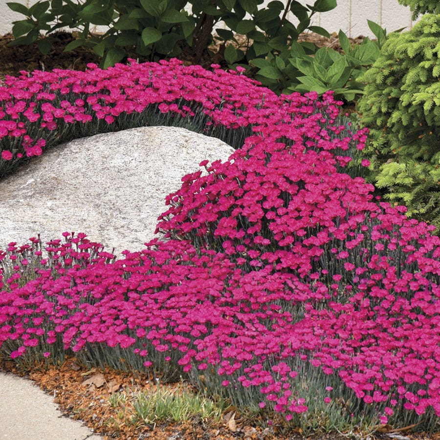 Dianthus 'Paint the Town Magenta'