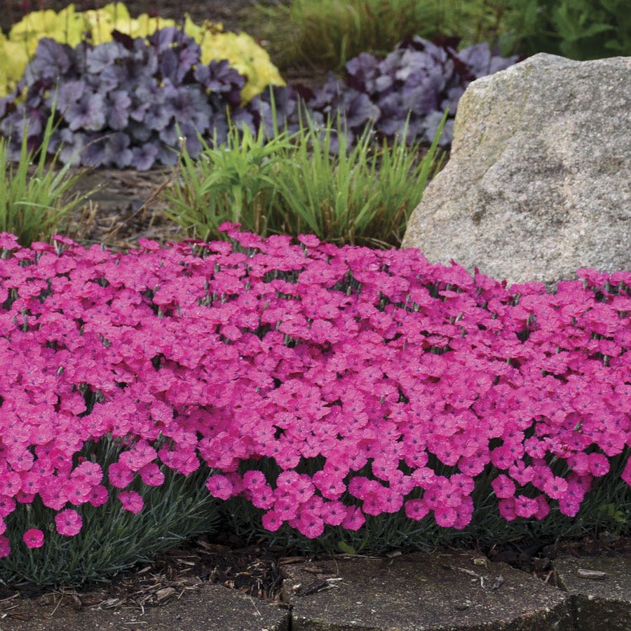 Dianthus 'Paint the Town Magenta'