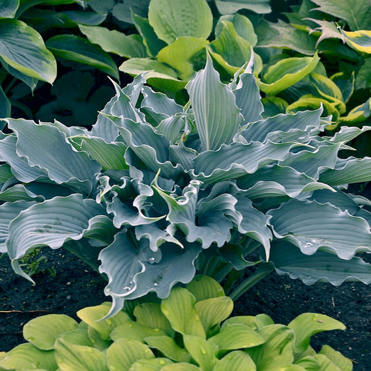 Hosta Shadowland® 'Waterslide'