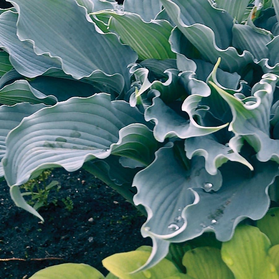 Hosta Shadowland® 'Waterslide'