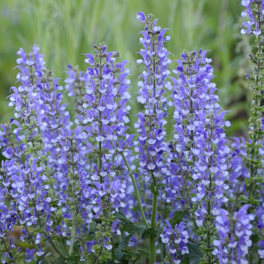 Salvia ColorSpires® 'Azure Snow'