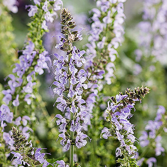 Salvia 'Crystal Blue'