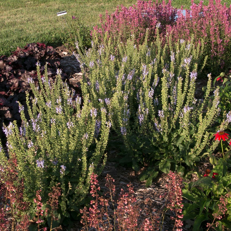Salvia 'Crystal Blue'