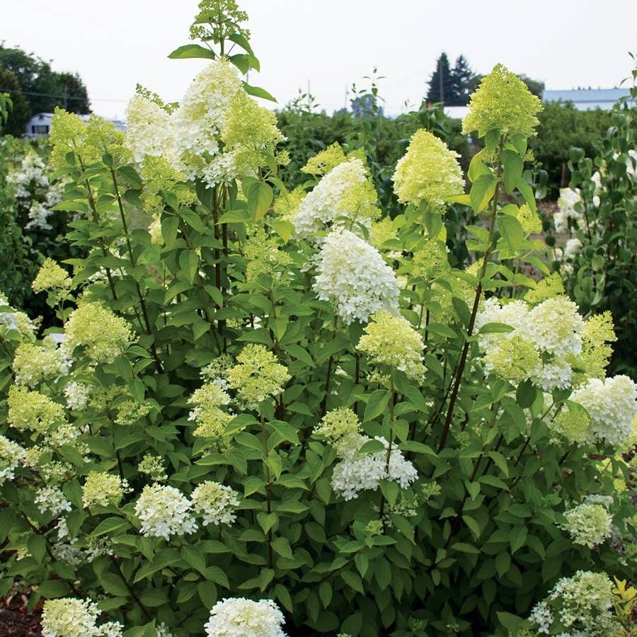 Hydrangea 'Limelight' Panicle Hydrangea