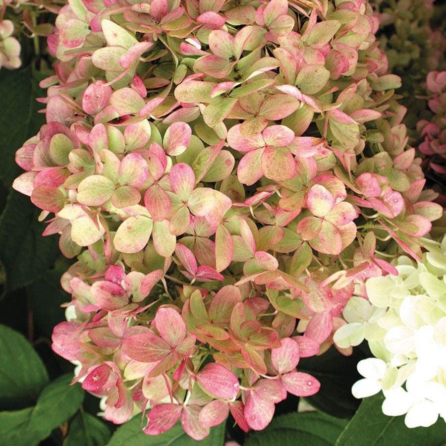 Hydrangea 'Limelight' Panicle Hydrangea