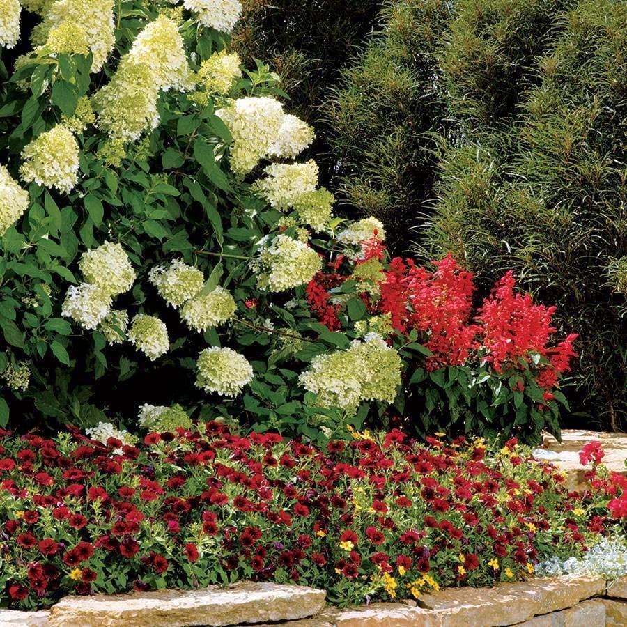 Hydrangea 'Limelight' Panicle Hydrangea