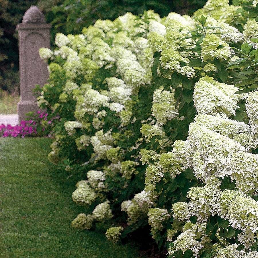 Hydrangea 'Limelight' Panicle Hydrangea