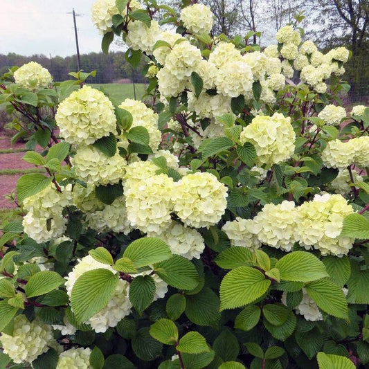Viburnum Opening Day™