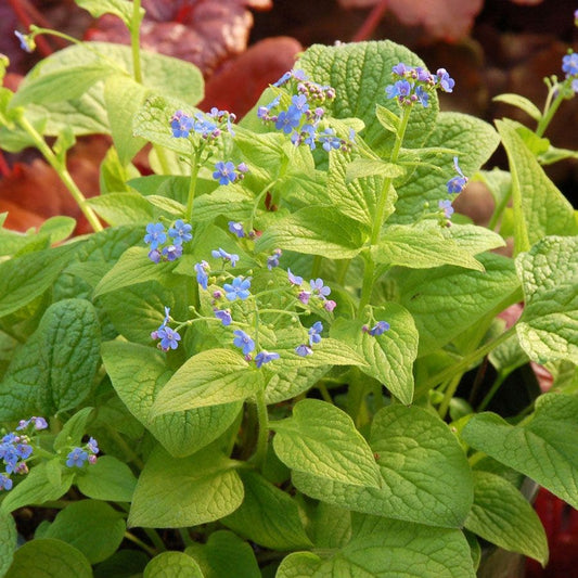 Brunnera Diane's Gold