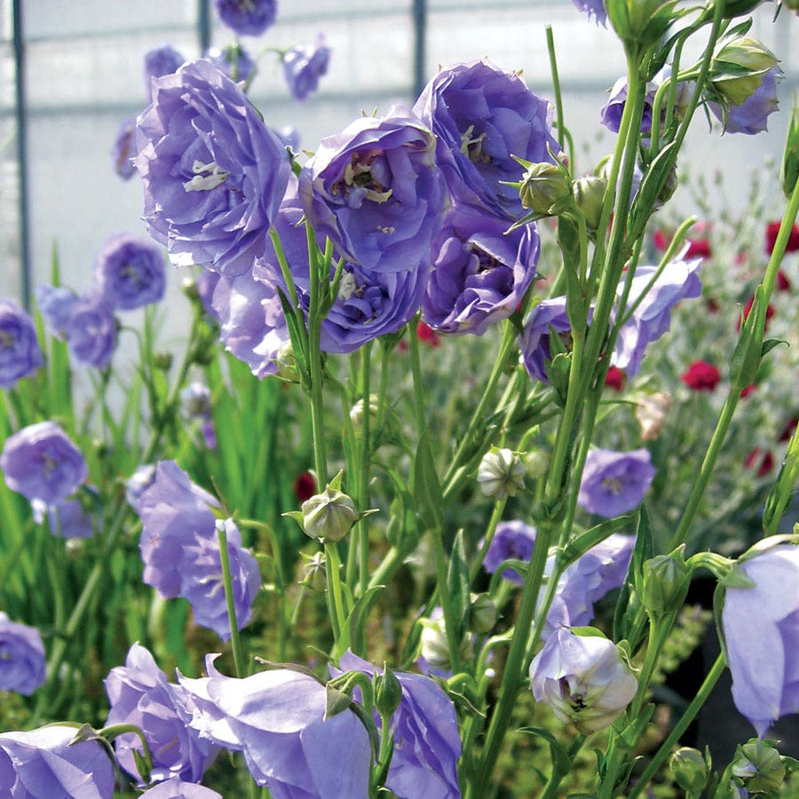 'La Belle' Campanula