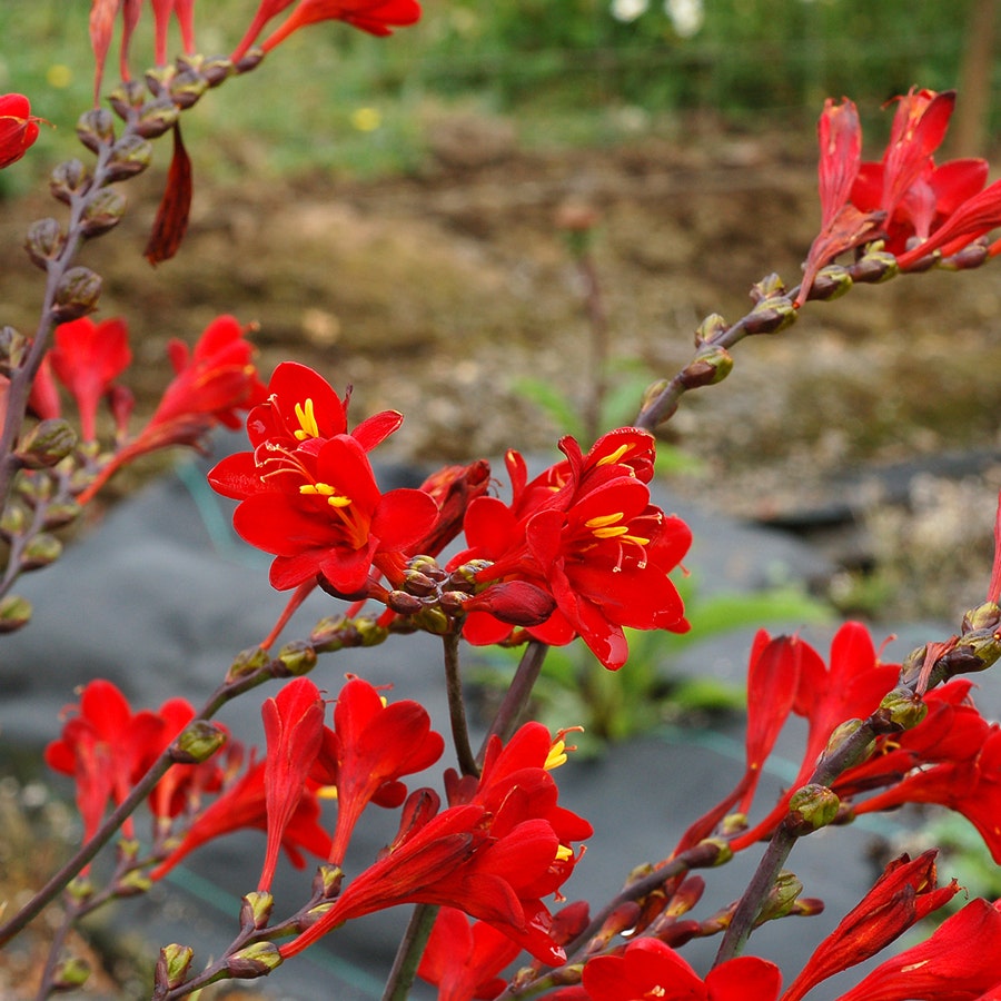 Nova™ Dragonfire Crocosmia