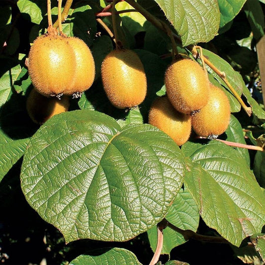 Actinidia 'Jenny'