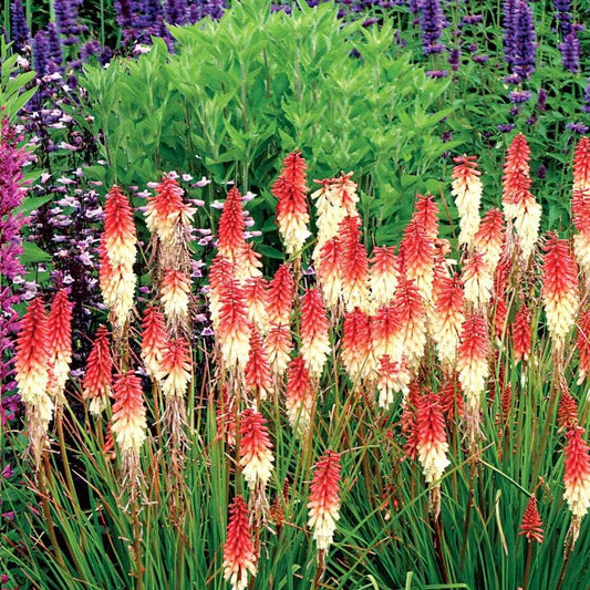 Kniphofia 'Orange Vanilla Popsicle'