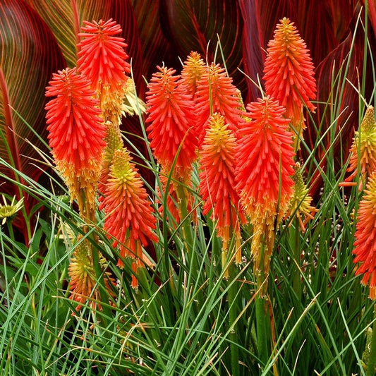 Papaya Popsicle Red Hot Poker