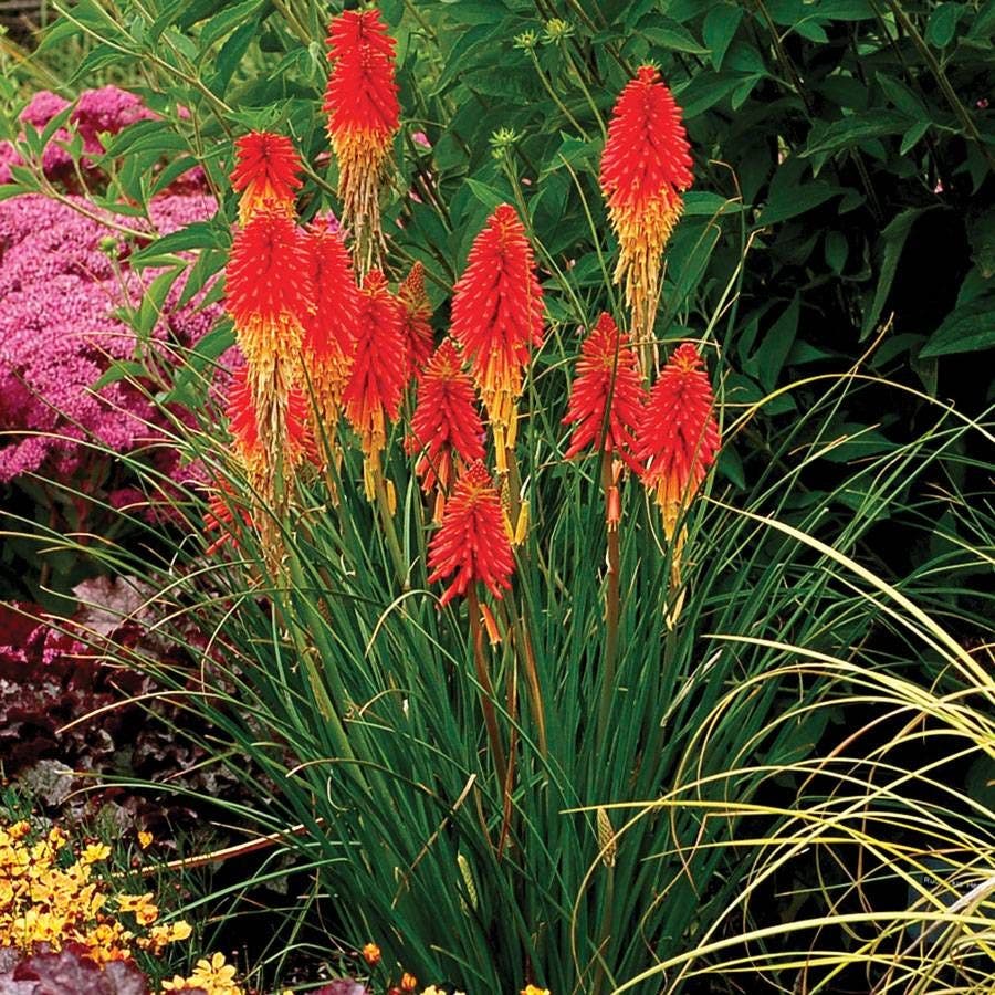 Papaya Popsicle Red Hot Poker