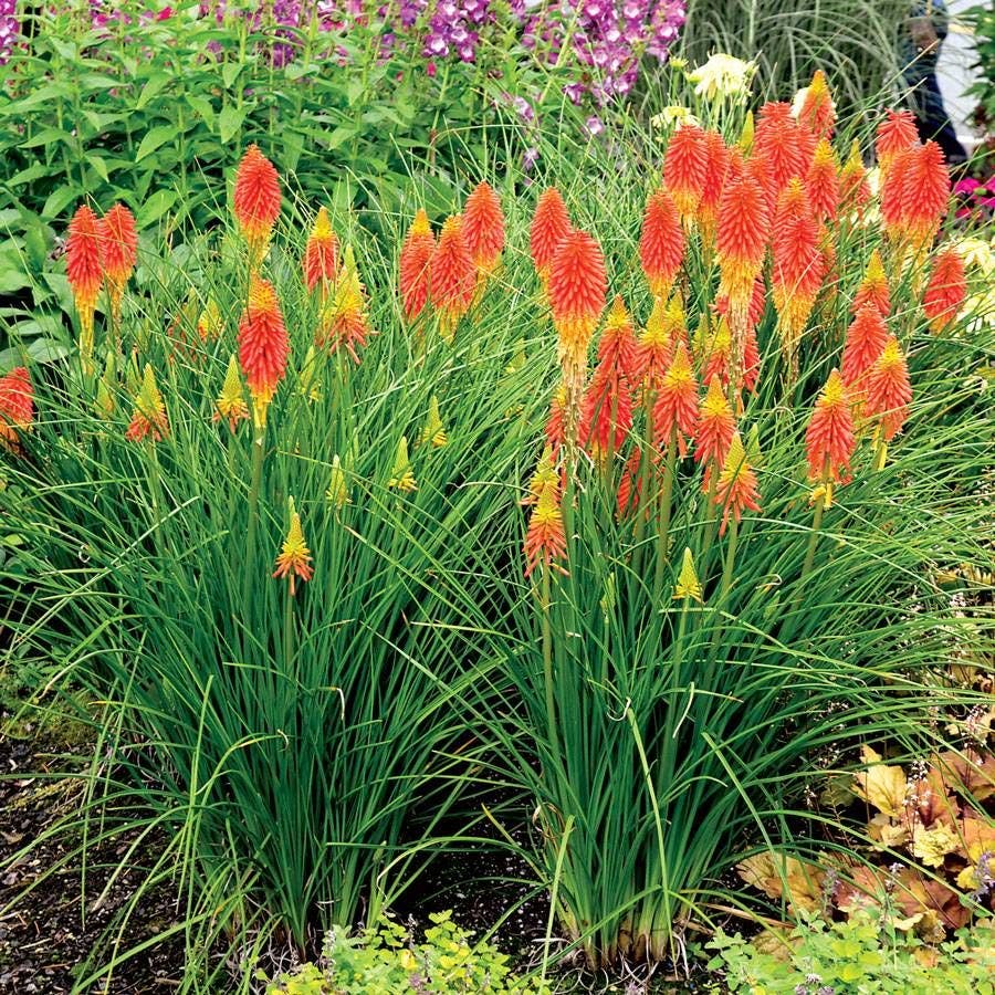 Papaya Popsicle Red Hot Poker