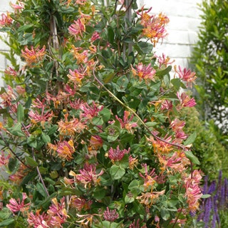 Gold Flame Honeysuckle