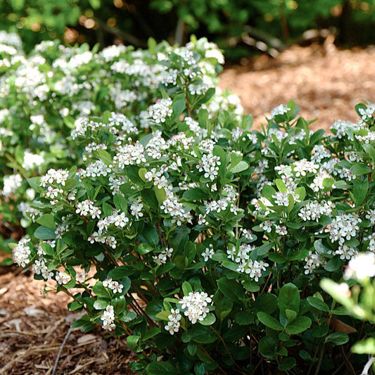 Aronia Low Scape Mound® Chokeberry