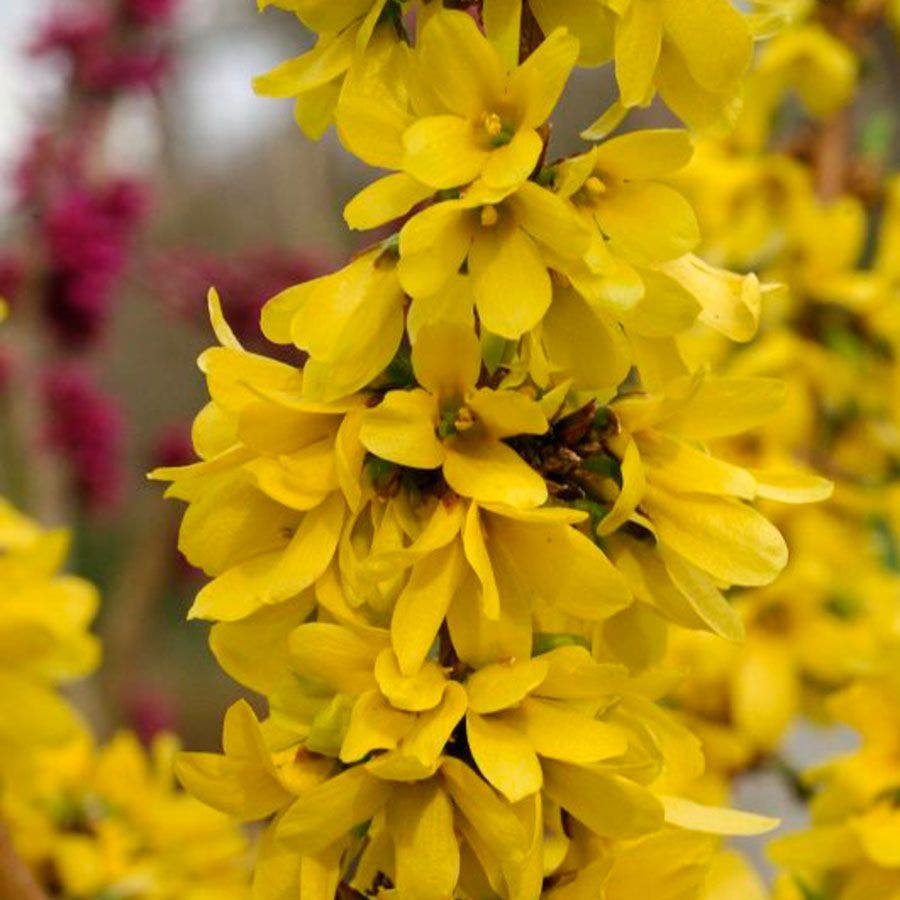 Show Off® Starlet Forsythia