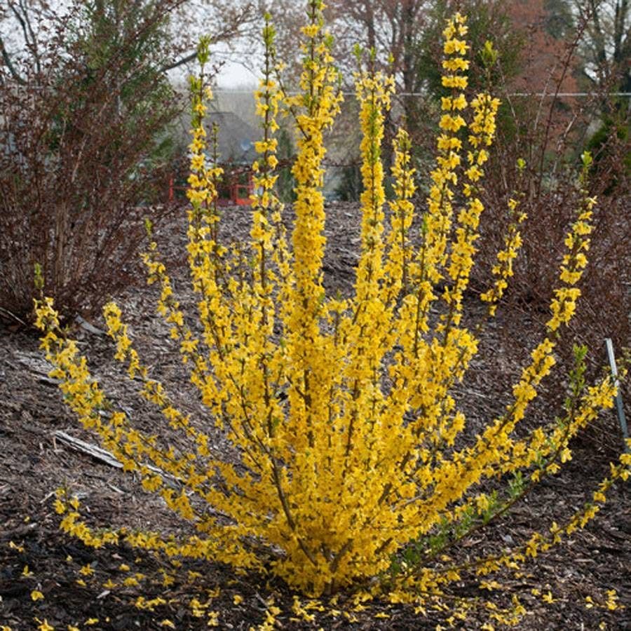 Show Off® Starlet Forsythia