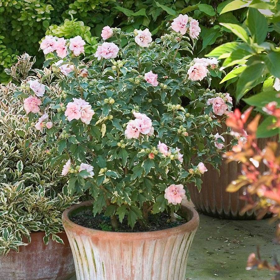 Hibiscus Sugar Tip® Rose of Sharon