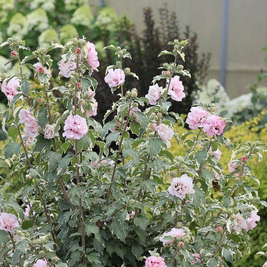 Hibiscus Sugar Tip® Rose of Sharon