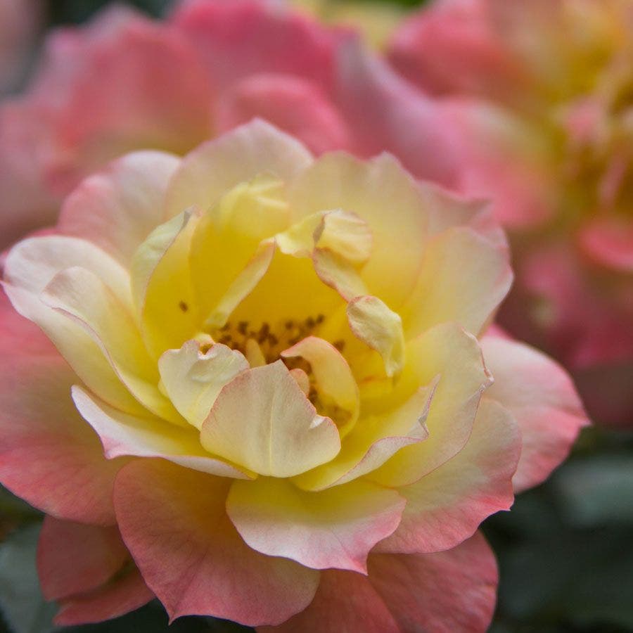 Oso Easy® Italian Ice® Shrub Rose