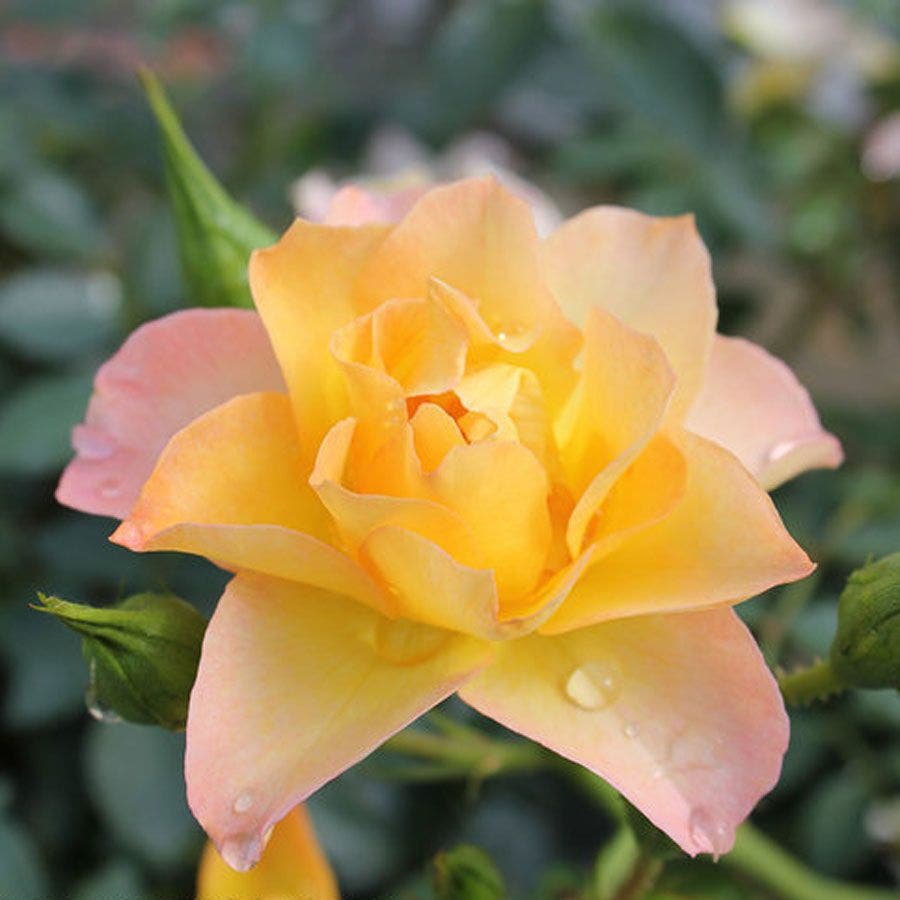 Oso Easy® Italian Ice® Shrub Rose
