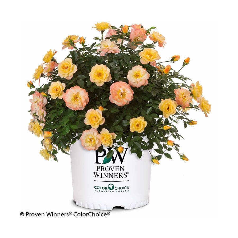 Oso Easy® Italian Ice® Shrub Rose