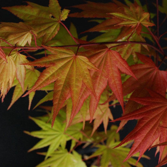 Acer 'Autumn Moon'