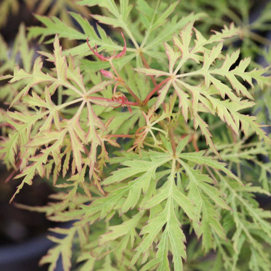 Acer palmatum 'Lemon Lime Lace'