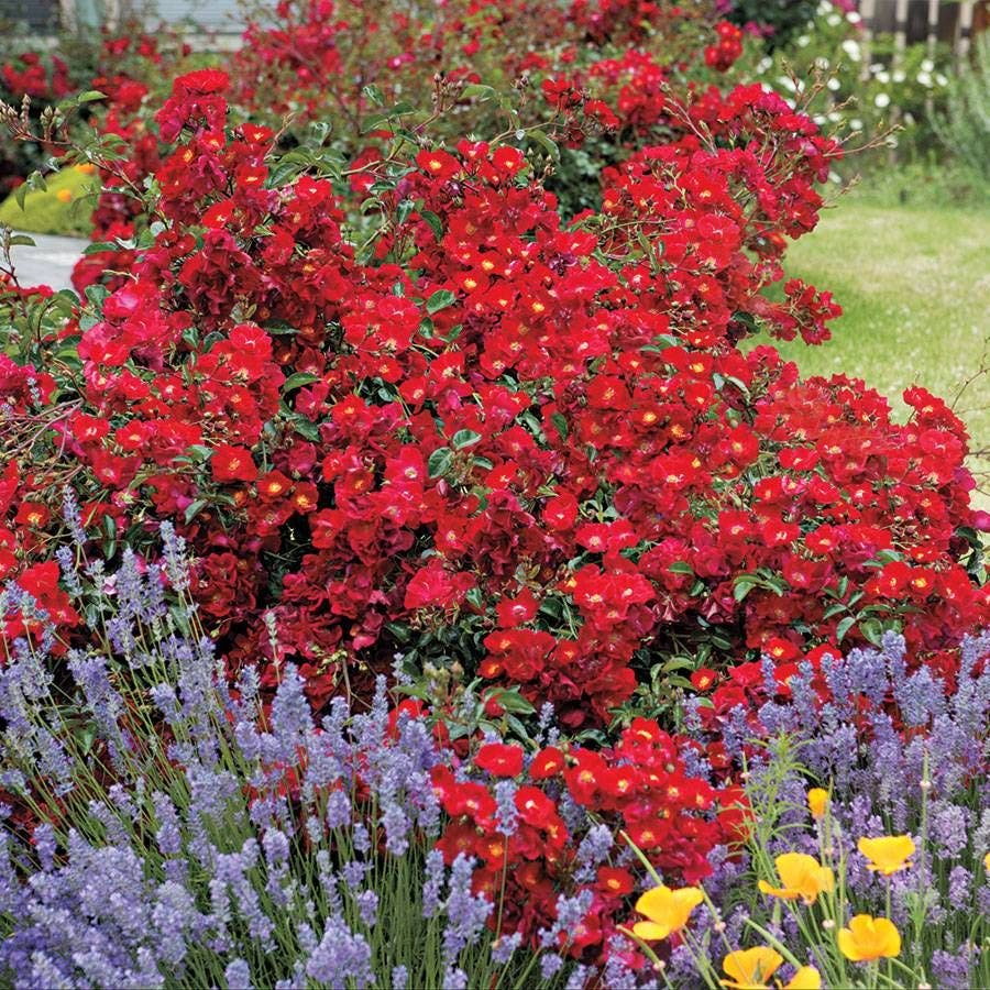 Red Ribbons™ Ground Cover Rose