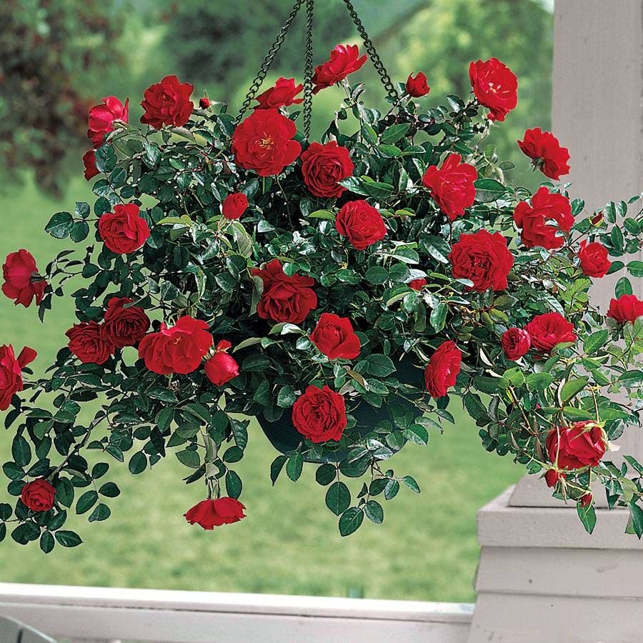 Red Ribbons™ Ground Cover Rose