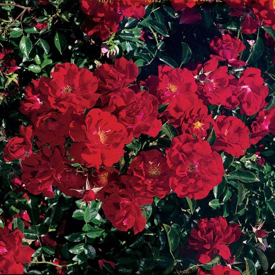 Red Ribbons™ Ground Cover Rose