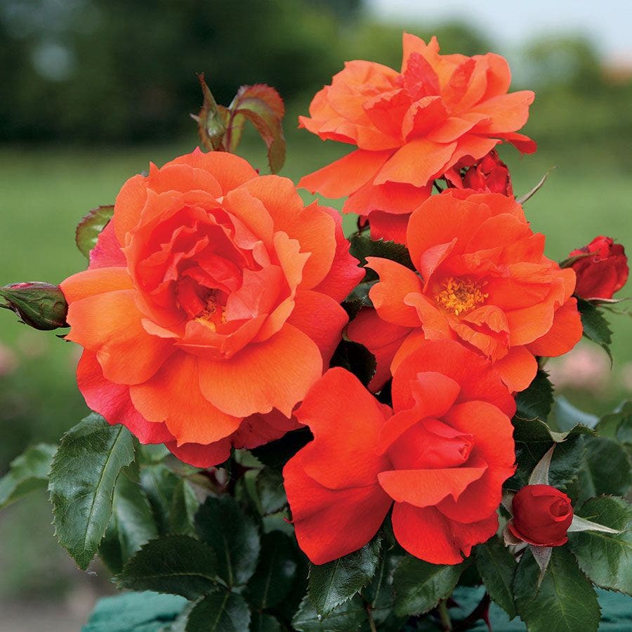 Sierra Lady™ Sunbelt® Floribunda Rose