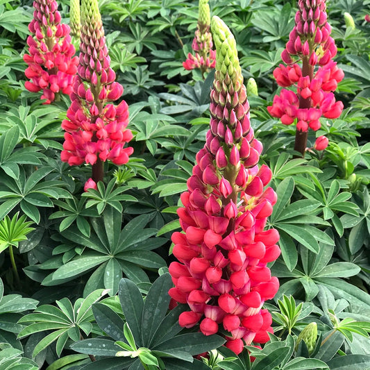 Lupine Westcountry™ Red Rum
