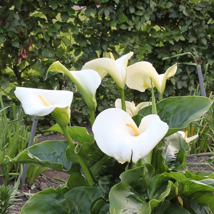 large white calla lily bulbs Zantedeschia Giant White Calla Bulb | Bulb | White