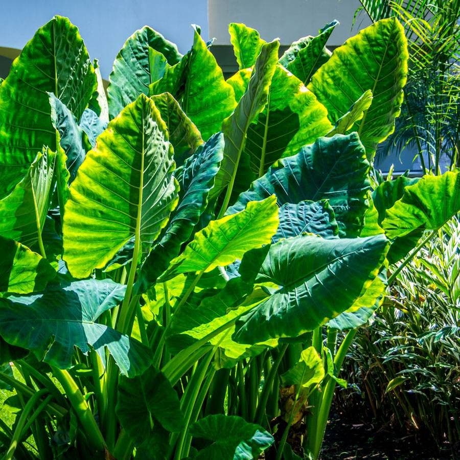 planting upright elephant ear bulb Alocasia odora Upright Elephant Ear Bulb