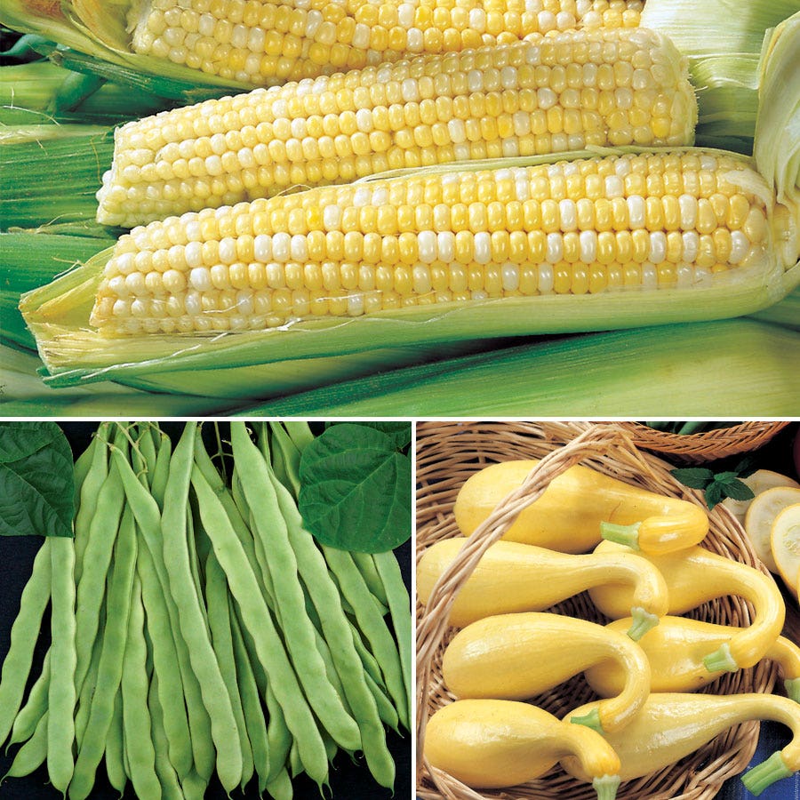 three sisters garden seeds 3 Sisters Seed Collection – Park Seed