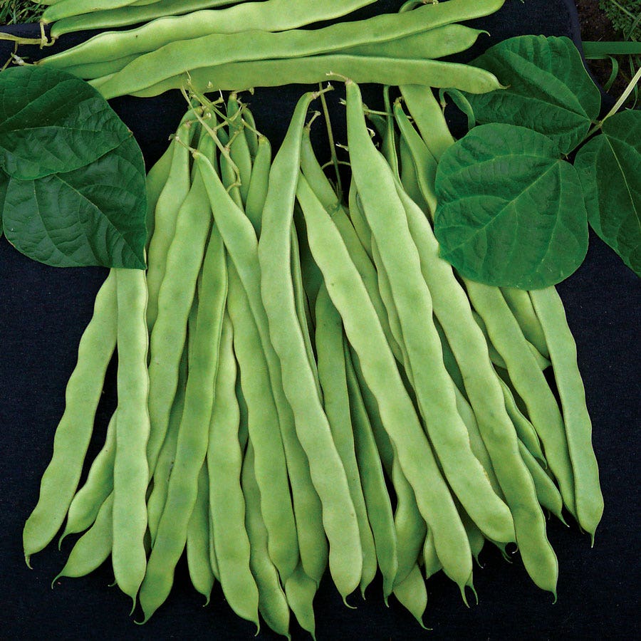 3 Sisters Seed Collection