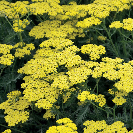 Achillea 'Sassy Summer Lemon'