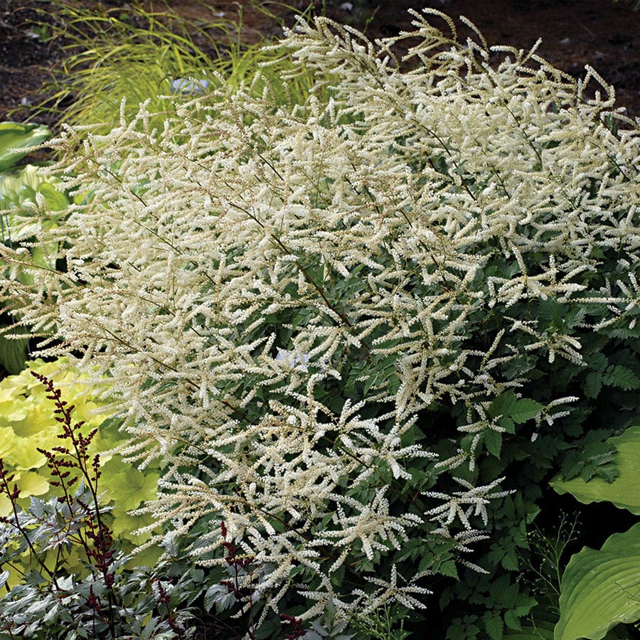 Aruncus 'Misty Lace'