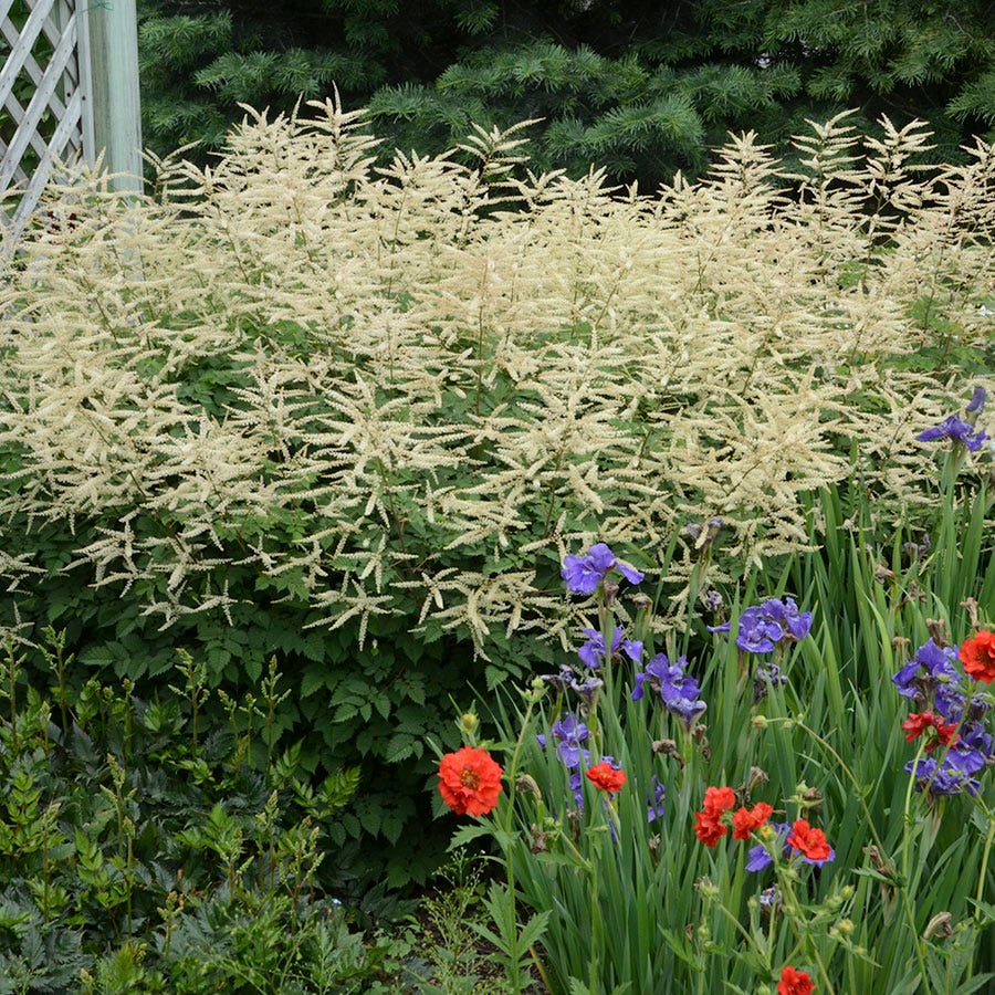 Aruncus 'Misty Lace'
