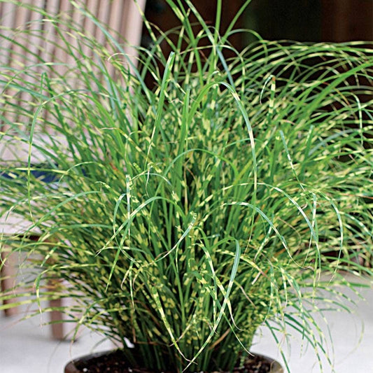 Miscanthus Bandwidth