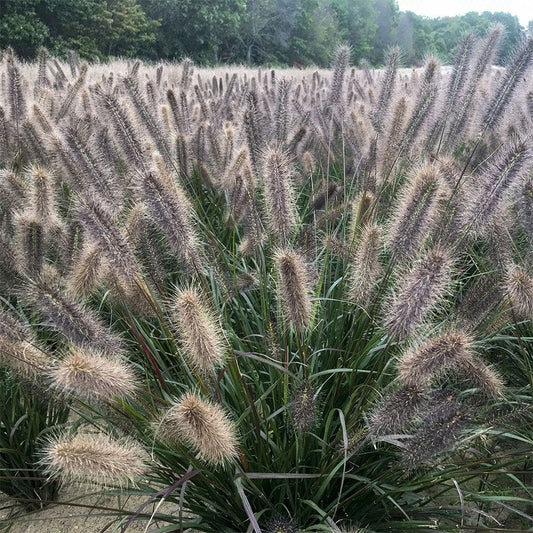 Pennisetum 'Puppy Love'