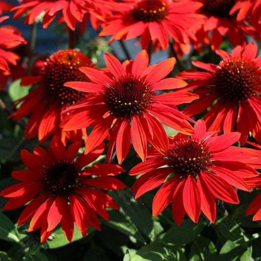 Echinacea Sombrero® Sangrita Red