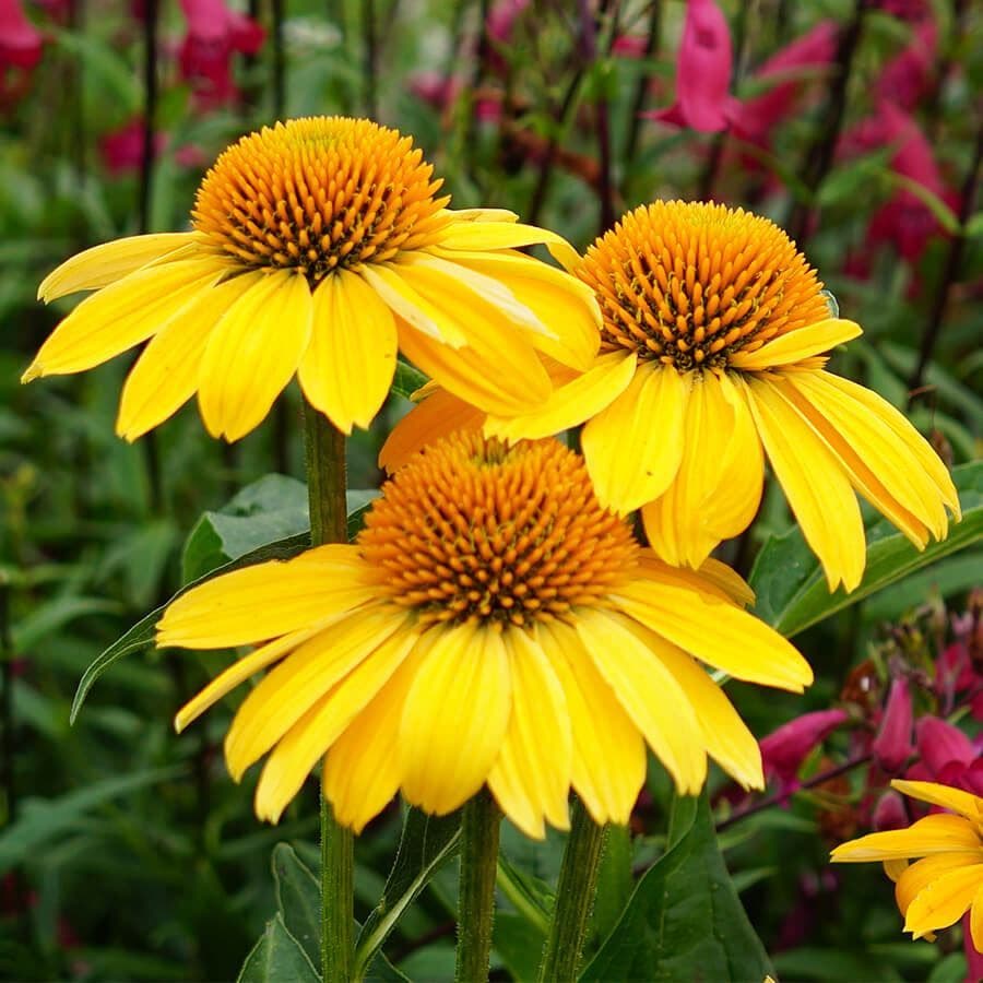 echinacea sombrero lemon yellow seeds Echinacea Sombrero Lemon Yellow Improved Coneflower | 1-Quart | Yellow,Light Gold