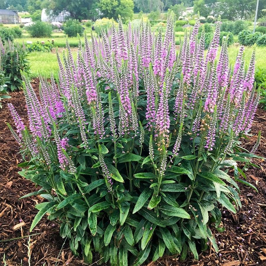 Veronica 'Lavender Lightsaber'