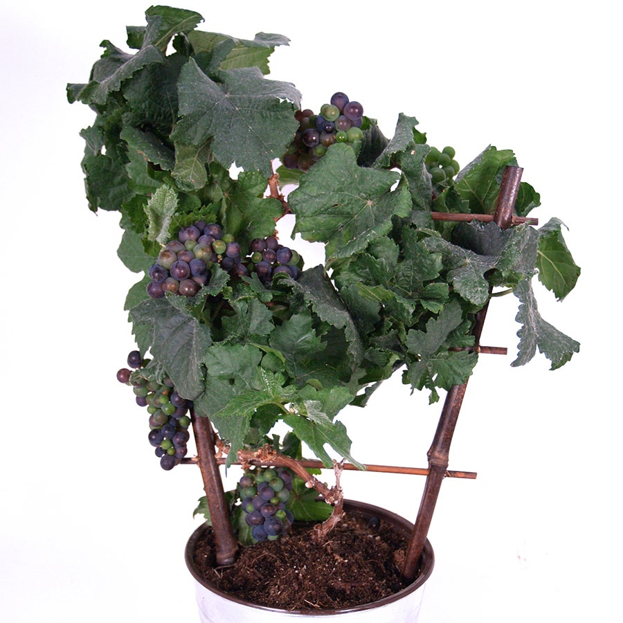 Red Pixie™ Patio Grape