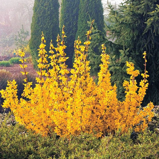 Magical® Gold Forsythia